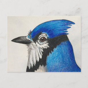 Carte Postale Mister Blue Jay Watercolor Bird Art