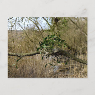 Carte Postale Mistletoe