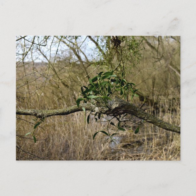 Carte Postale Mistletoe (Devant)