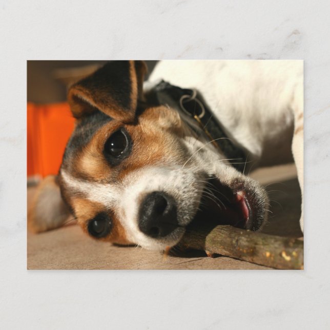 Carte postale Misty - Bâton à mâcher (Devant)