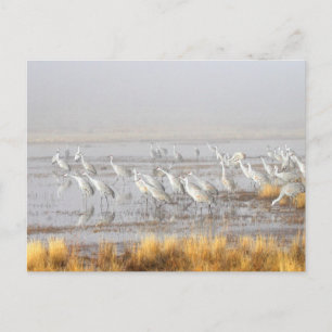 Carte Postale Misty Sandhill Cranes