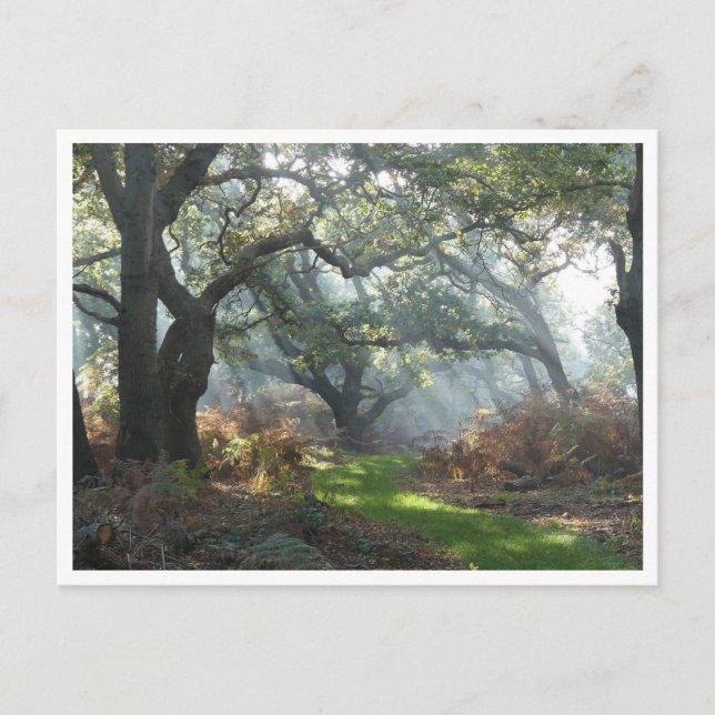 Carte postale Misty Woodland (Devant)