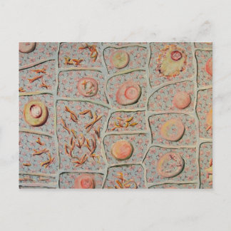 Carte Postale Mitose