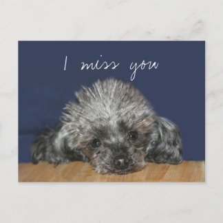 Carte Postale Mlle, caniche d'argent