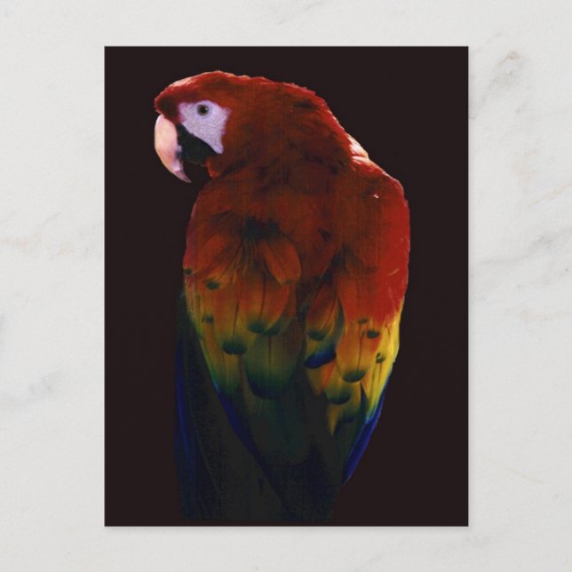 Carte Postale Mlle Scarlett (Devant)