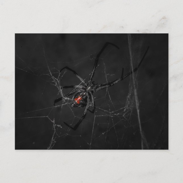 Carte Postale Mme Black (Devant)