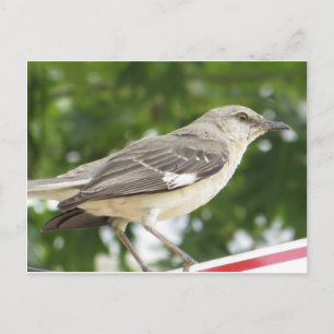 Carte Postale Mocking Bird