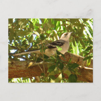 Carte Postale Mocking Bird