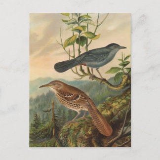 Carte Postale Mockingbird et Brown Thrasher