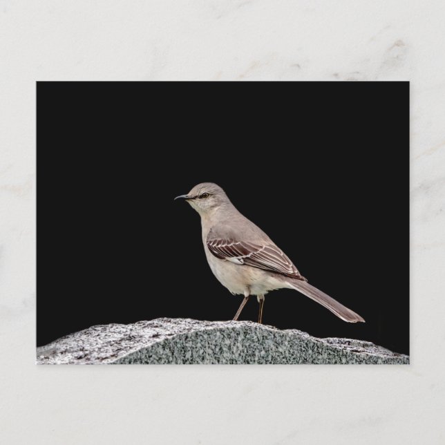Carte Postale Mockingbird sur une pierre tombale (Devant)