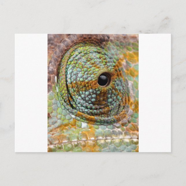 Carte Postale Mod Œil Caméléon Animal Stylé (Devant)