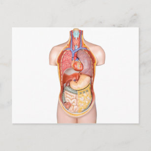 Carte Postale Modèle corporel humain avec des organes isolés en 