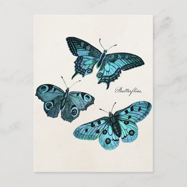 Carte Postale Modèle d'illustration de papillon bleu Turquoise v (Devant)