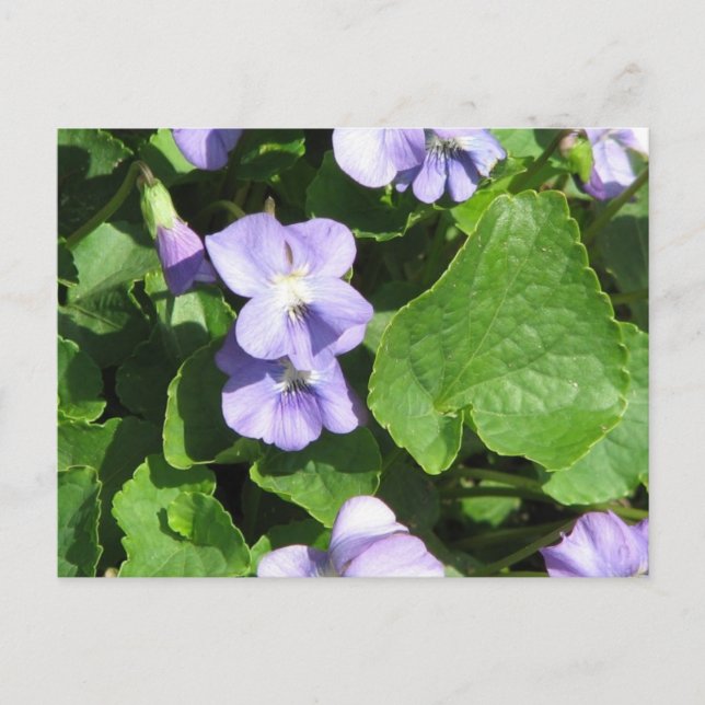 Carte postale Modèle horizontal - Customisé (Devant)