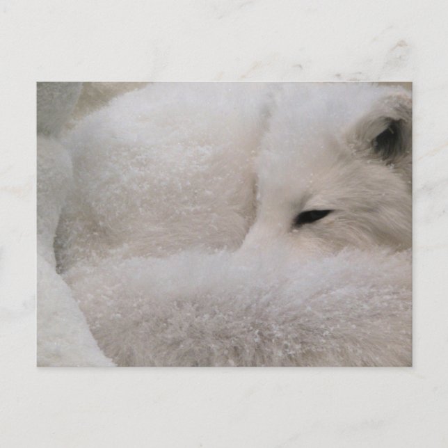 Carte postale Modèle horizontal - Customisé (Devant)