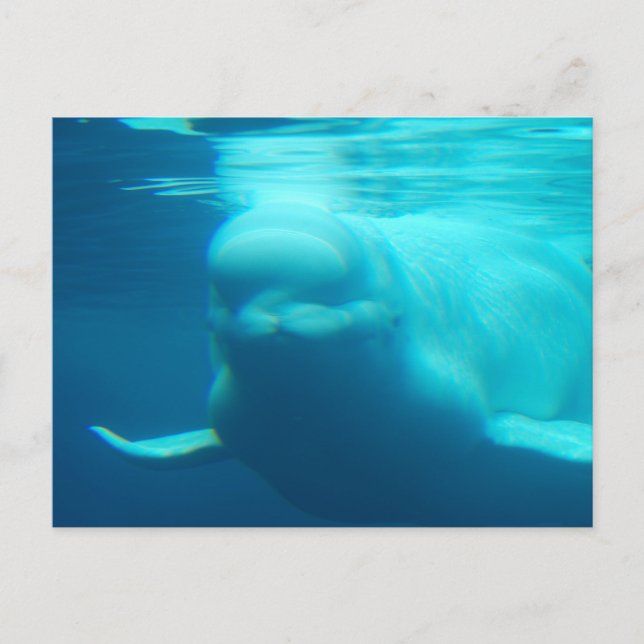 Carte postale Modèle horizontal - Customisé (Devant)