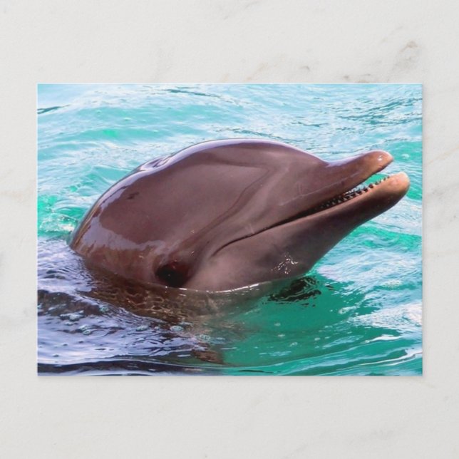 Carte postale Modèle horizontal - Customisé (Devant)