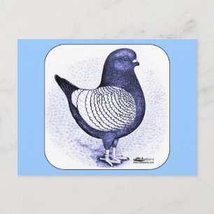Carte Postale Modena Argent Pigeon