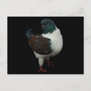 Carte postale Modena Pigeon