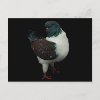 Carte postale Modena Pigeon