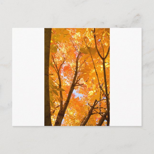 Carte Postale Moeur couleur automne (Devant)
