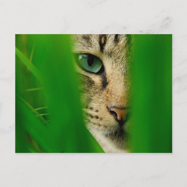 Carte Postale Moggy Jouer dans la jungle (Devant)