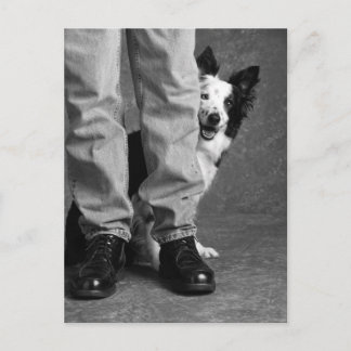 Carte Postale Moi et mon ombre - Collie Dog