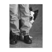 Moi et mon ombre - Collie Dog