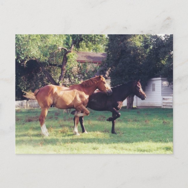 Carte Postale MOI & MA OMBRE -carte postale (Devant)