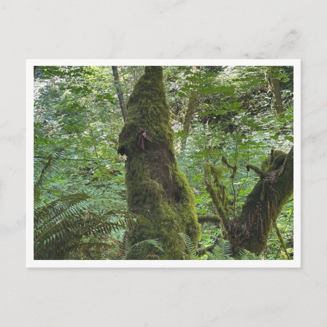 Carte Postale Moie verte (Devant)