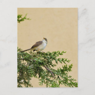 Carte Postale Moineau