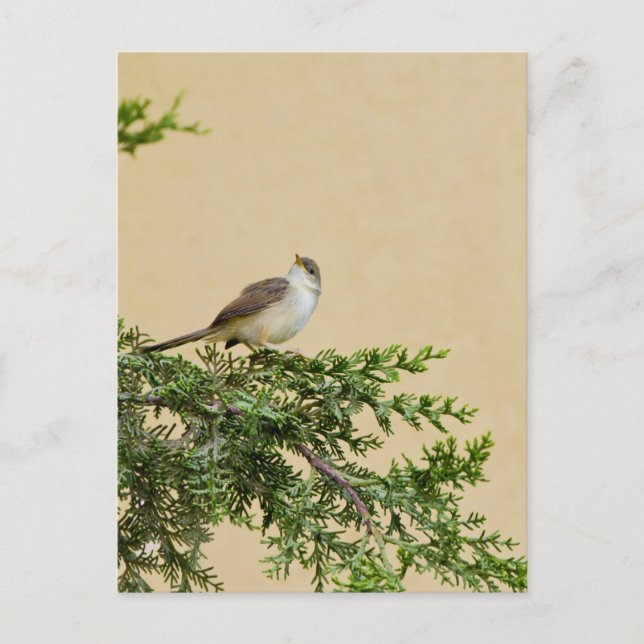 Carte Postale Moineau (Devant)