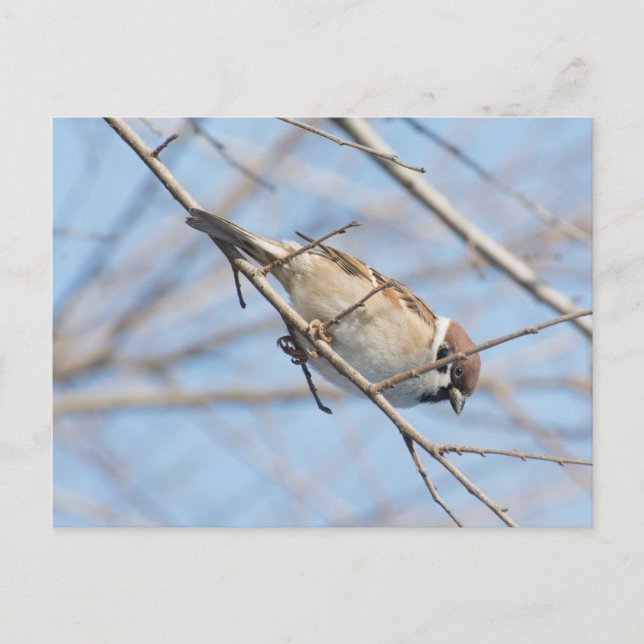 Carte Postale Moineau (Devant)