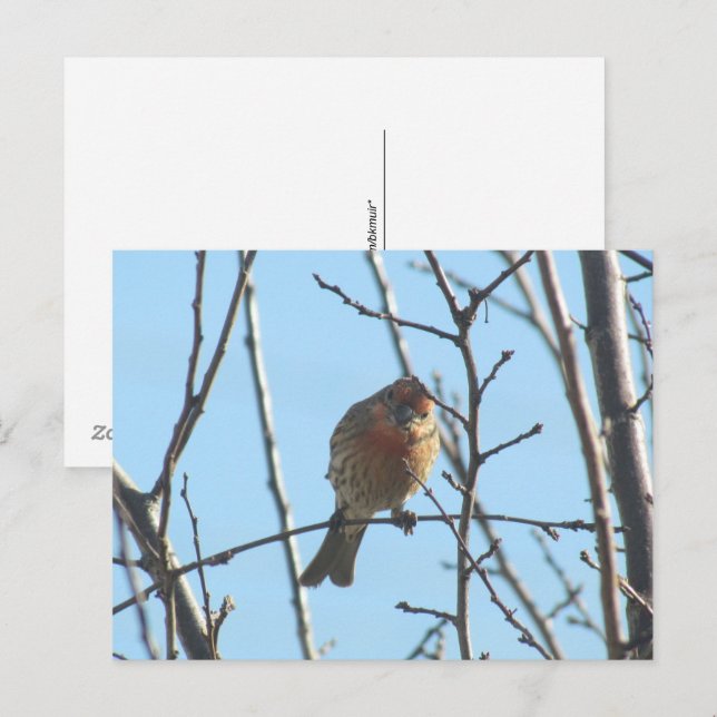 Carte postale - Moineau dans l'arbre (Devant / Derrière)