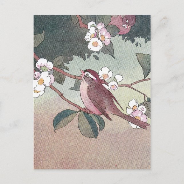 Carte Postale Moineau dans un pommier en fleurs (Devant)