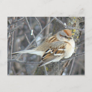 Carte Postale Moineau domestique B24