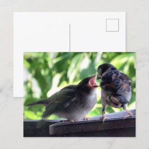 Carte Postale Moineau domestique père nourrissant et enseignant