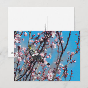Carte postale - Moineau printanier