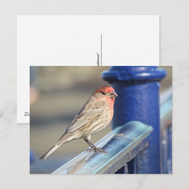 Carte postale - Moineau rouge sur clôture bleue (Devant / Derrière)