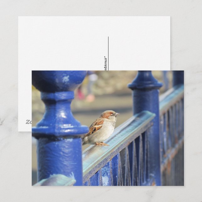 Carte postale - Moineau sur une clôture (Devant / Derrière)