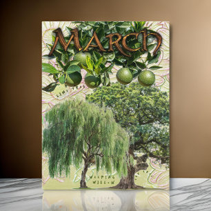 Carte Postale Mois de mars Arbres pleurant chêne à saule