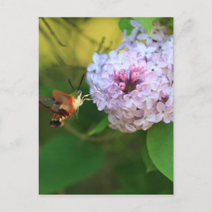 Carte Postale Mois des colibris