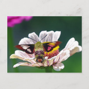 Carte Postale Mois des colibris