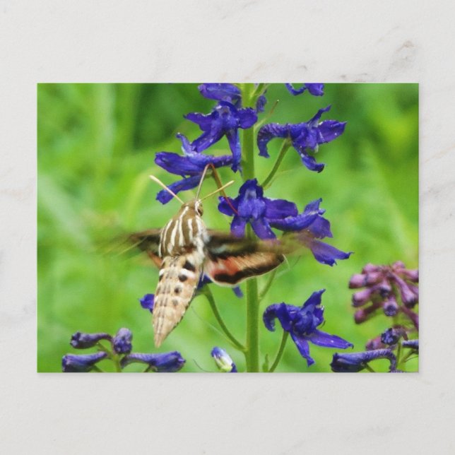 Carte Postale Mois des colibris (Devant)