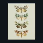 Carte Postale Mois français vintages<br><div class="desc">Créé avec des éléments d’une illustration vintage française des papillons de nuit du milieu des années 1800.</div>