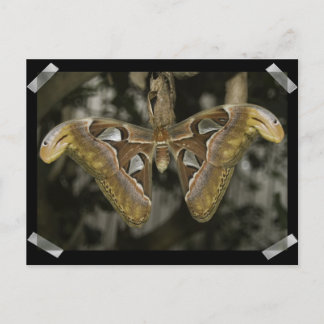 Carte postale Mois inhabituelle