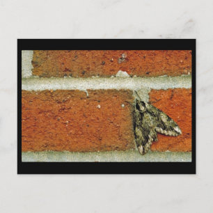 Carte Postale Mois sphinx