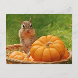 Carte Postale Moisson d'automne Chipmunk