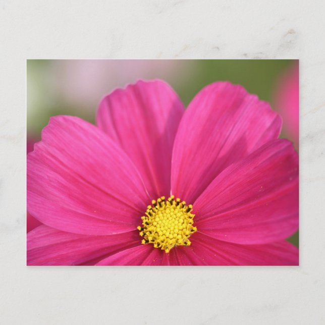 Carte Postale Moitié d'une beauté (Devant)