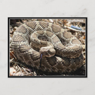 Carte Postale Mojave Rattlesnake au Congrès, Arizona